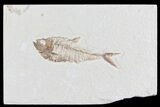 Diplomystus Fossil Fish - Wyoming #81432-1